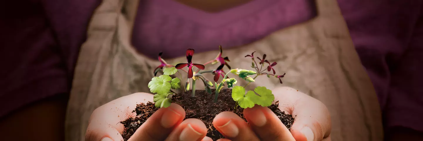 growing plant